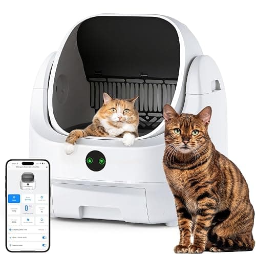 Katze