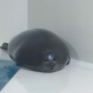 Background picture of Batti Burral