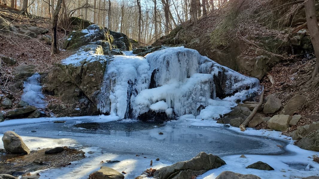 Background picture of Fern Sparx