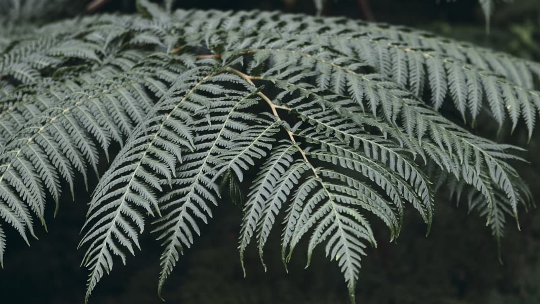 Background picture of Nyx Salomé