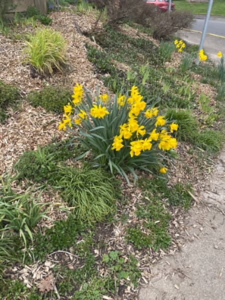 Background picture of Kantares Blackcloud 