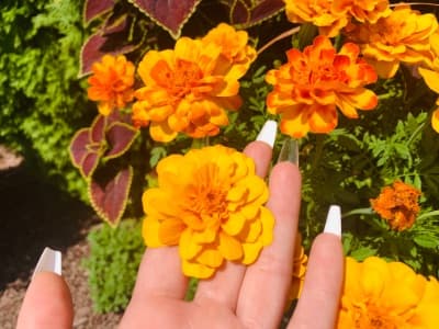 Background picture of Mistress Alexis \\ Master Hecate