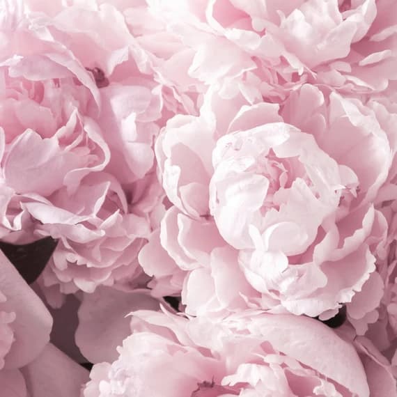 Background picture of Cassandre