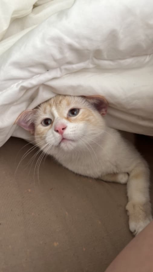 Background picture of Feya Fern