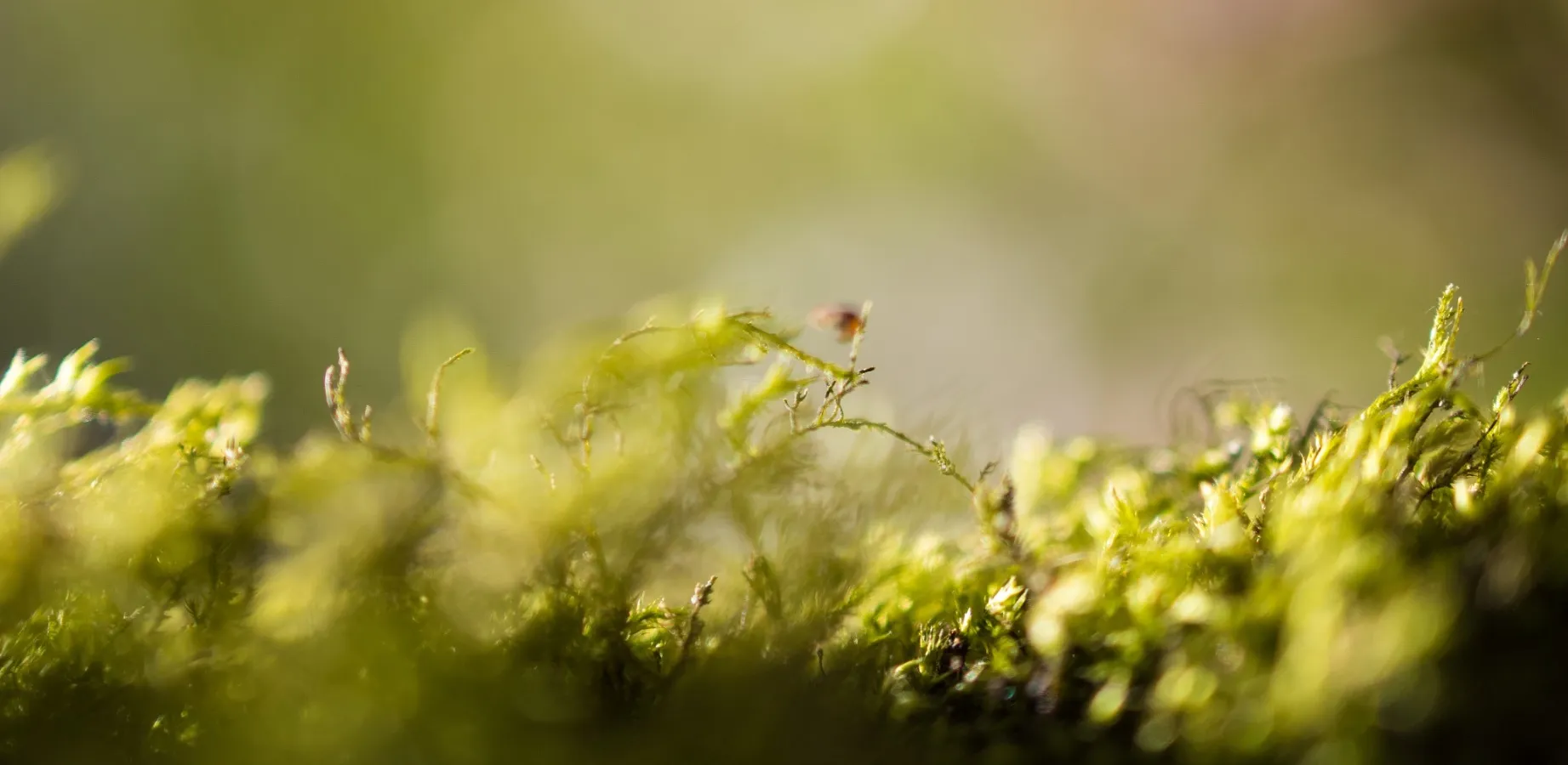 Background picture of Autumn Buttons