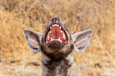 Background picture of musa