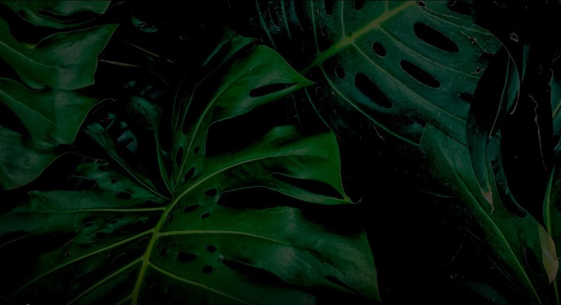 Background picture of calliope whispers