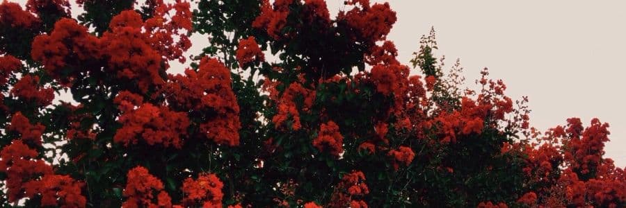 Background picture of Sheena Jo Mason