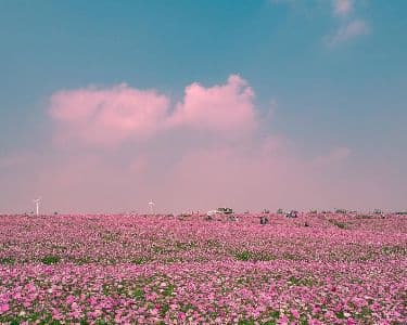 Background picture of kushbreth