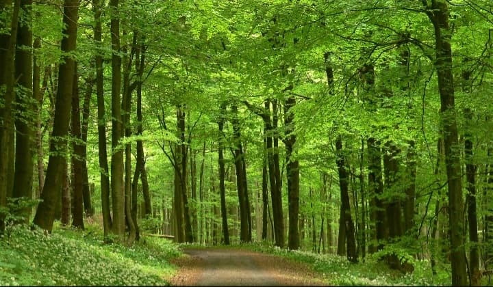 Background picture of Silvercat77