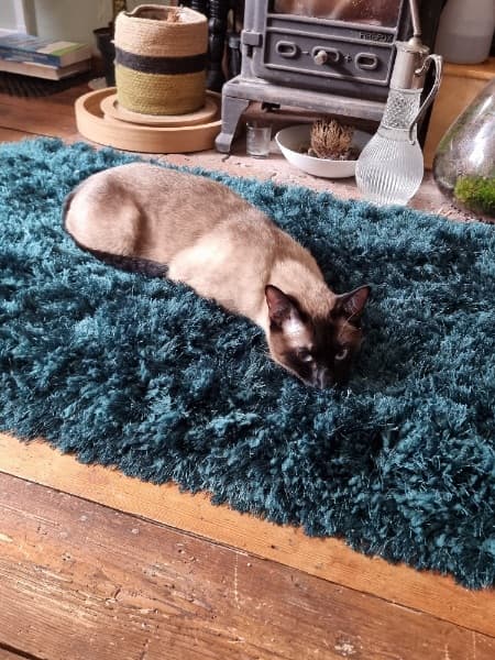 Background picture of Miss Zelda