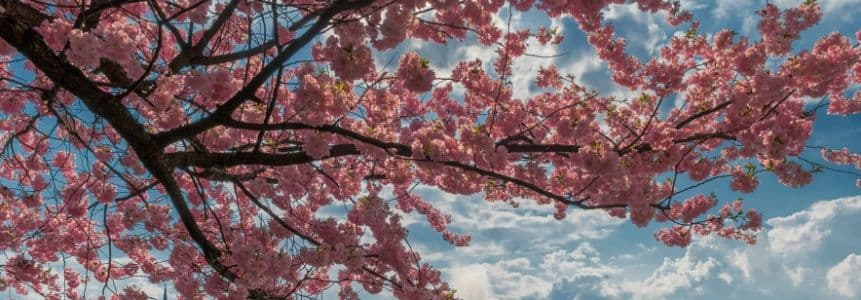 Background picture of CurlyManeChloe