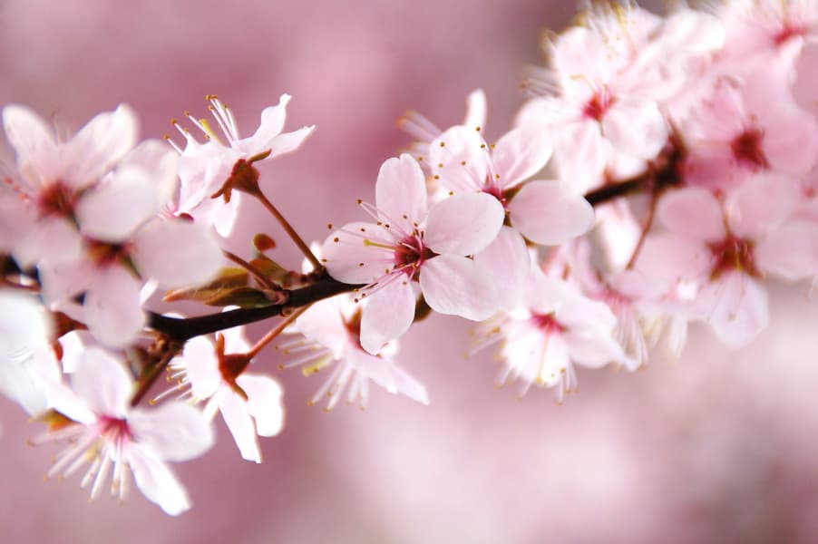 Background picture of Saiya