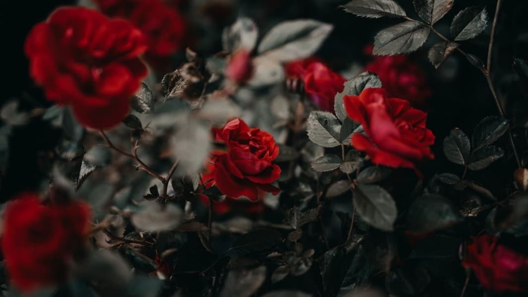 Background picture of Harley Rose 🌹