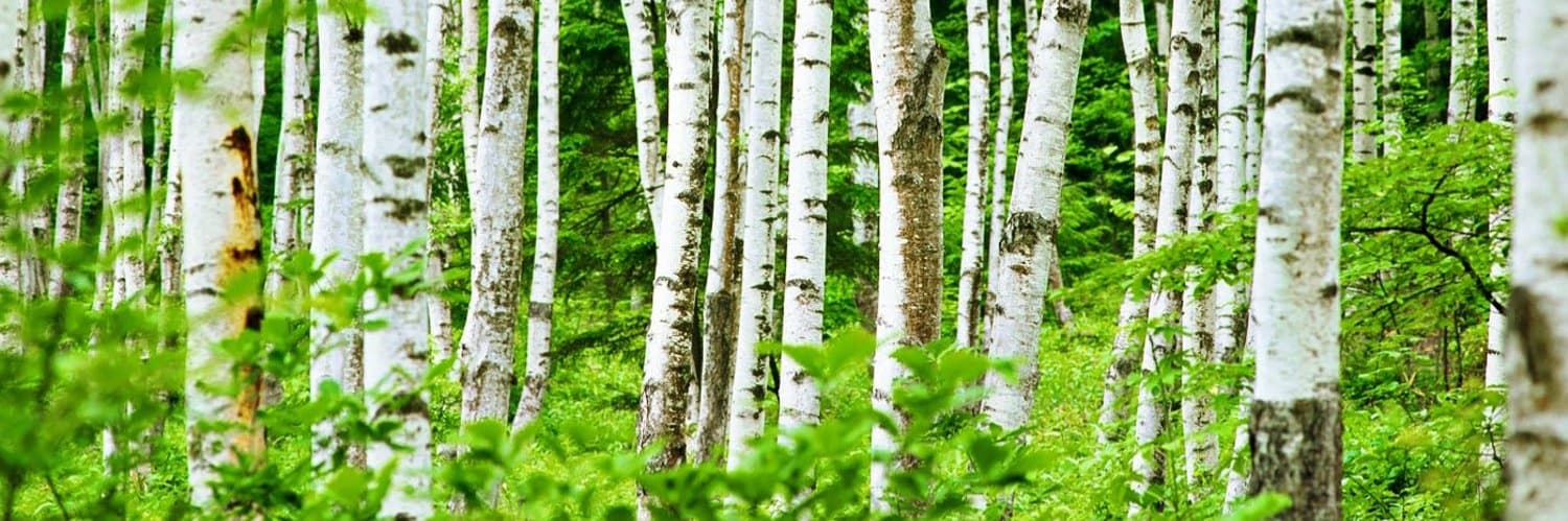 Background picture of Birch Beckett