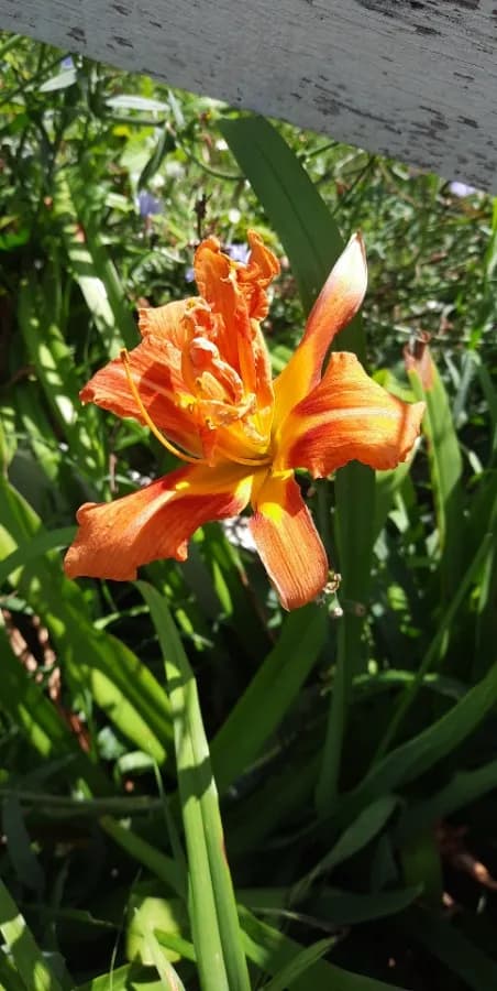 Background picture of Mary Jane Morticia