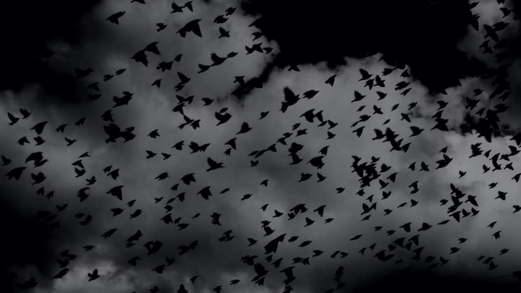 Background picture of Raven