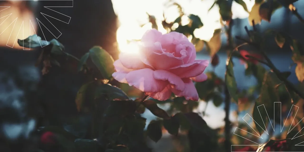 Background picture of Rose Wei