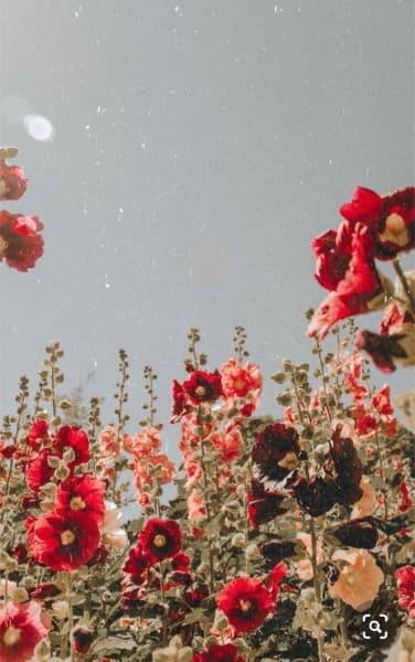 Background picture of CleoSins