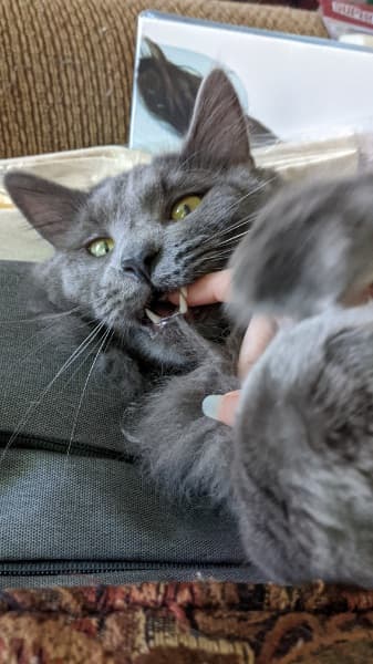 Background picture of Usatame