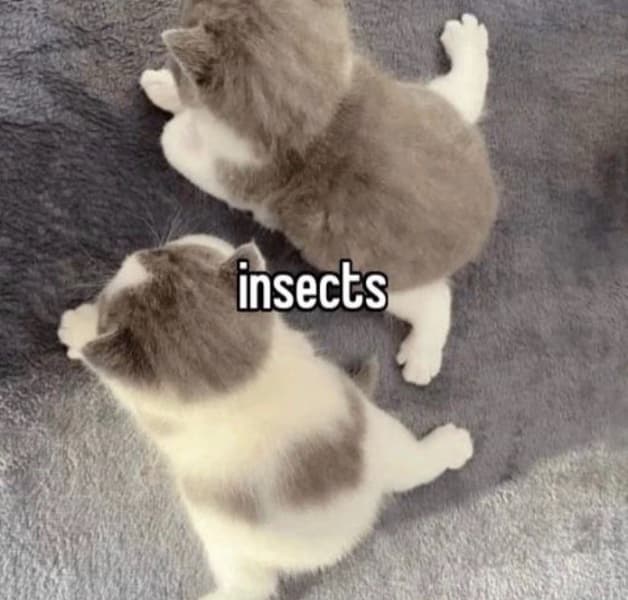 Background picture of KRIS !