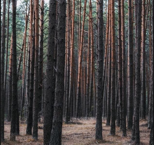 Background picture of Character_Kai