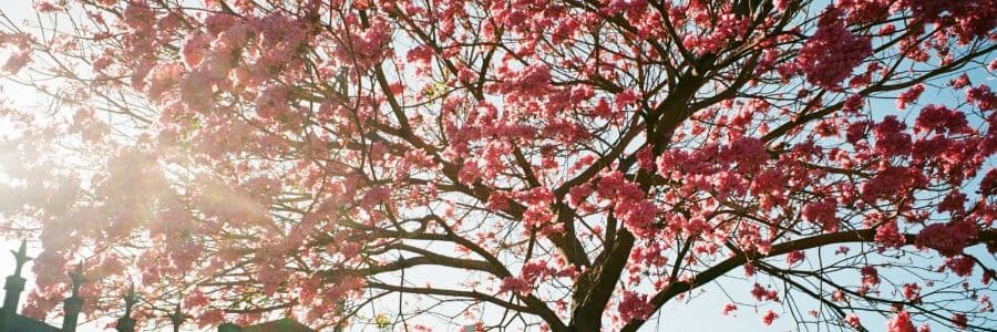 Background picture of Flora Rodgers