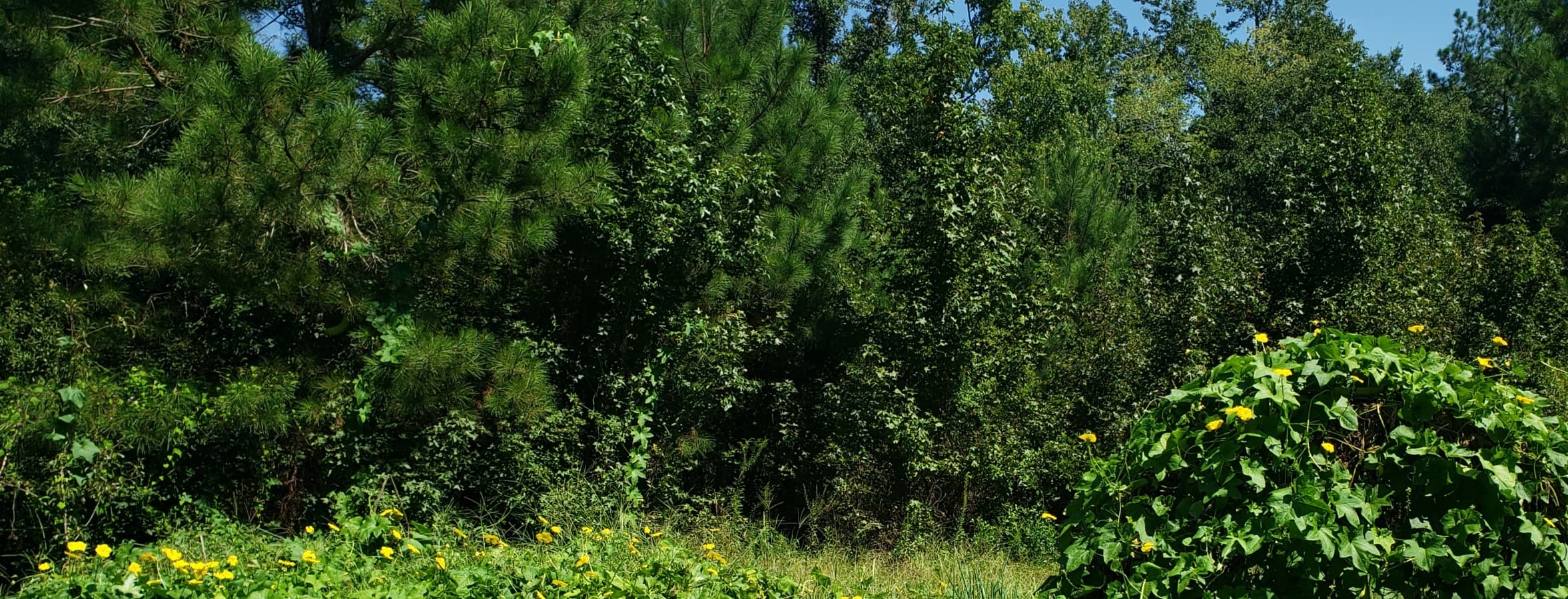 Background picture of Girl