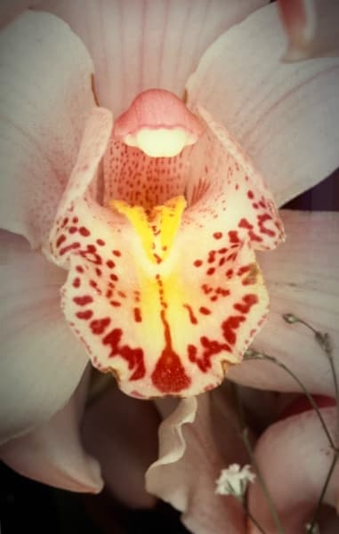 Background picture of Mme_Lilly