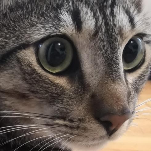 Background picture of SweetAxolotl