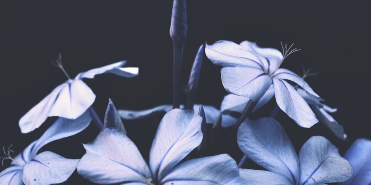 Background picture of KaliYami