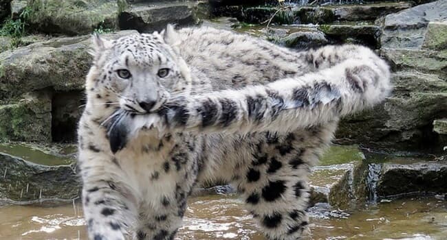 Background picture of syren_