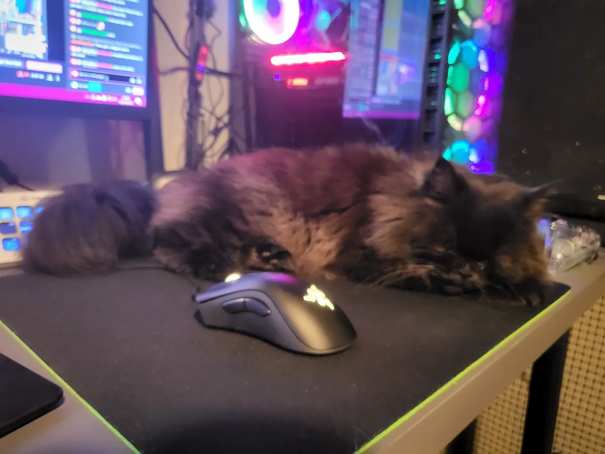 Background picture of BunnyOhHoney23