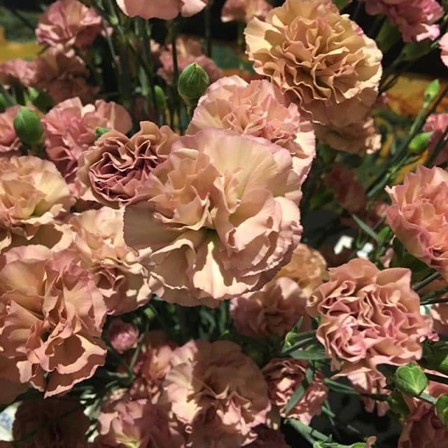 Background picture of NoFacexNoCase