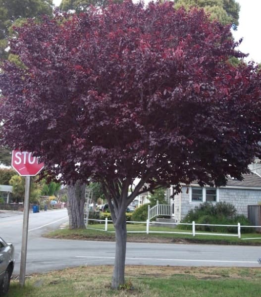 Background picture of LunaLove68