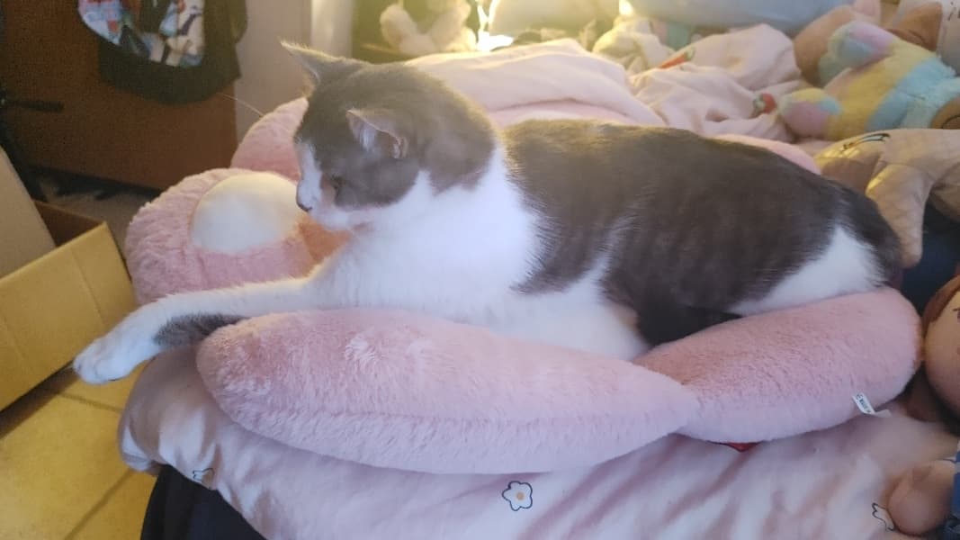 Background picture of KyonkoHizara