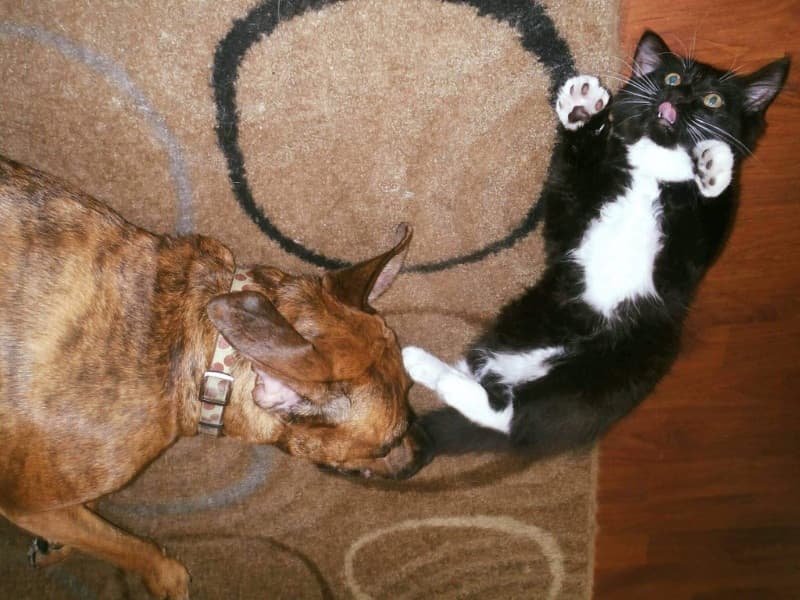 Background picture of Sherikookami