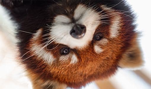Background picture of PandaaJade