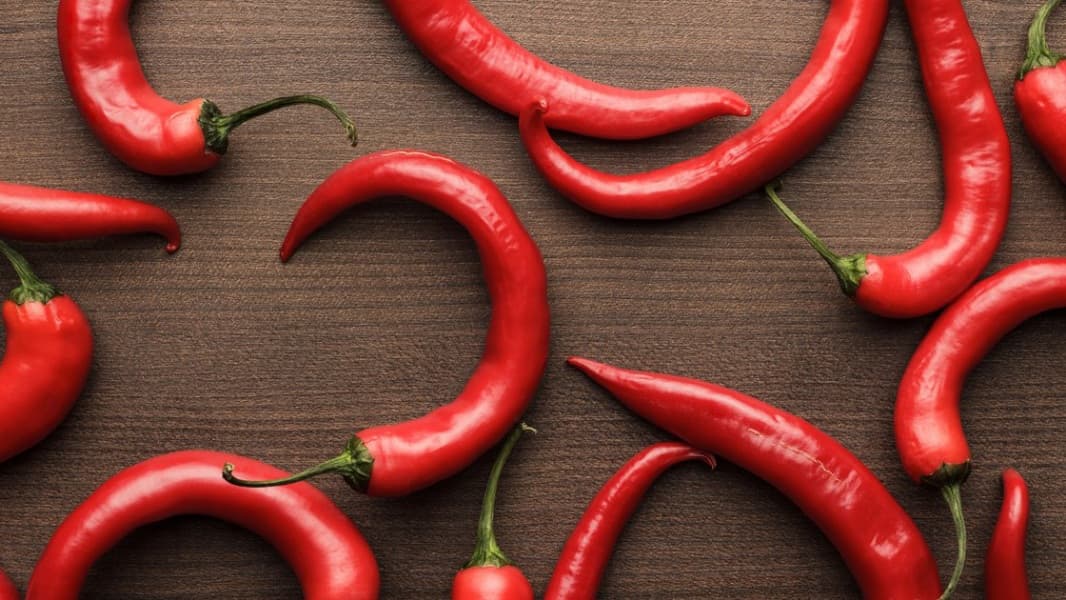 Background picture of JungleChili