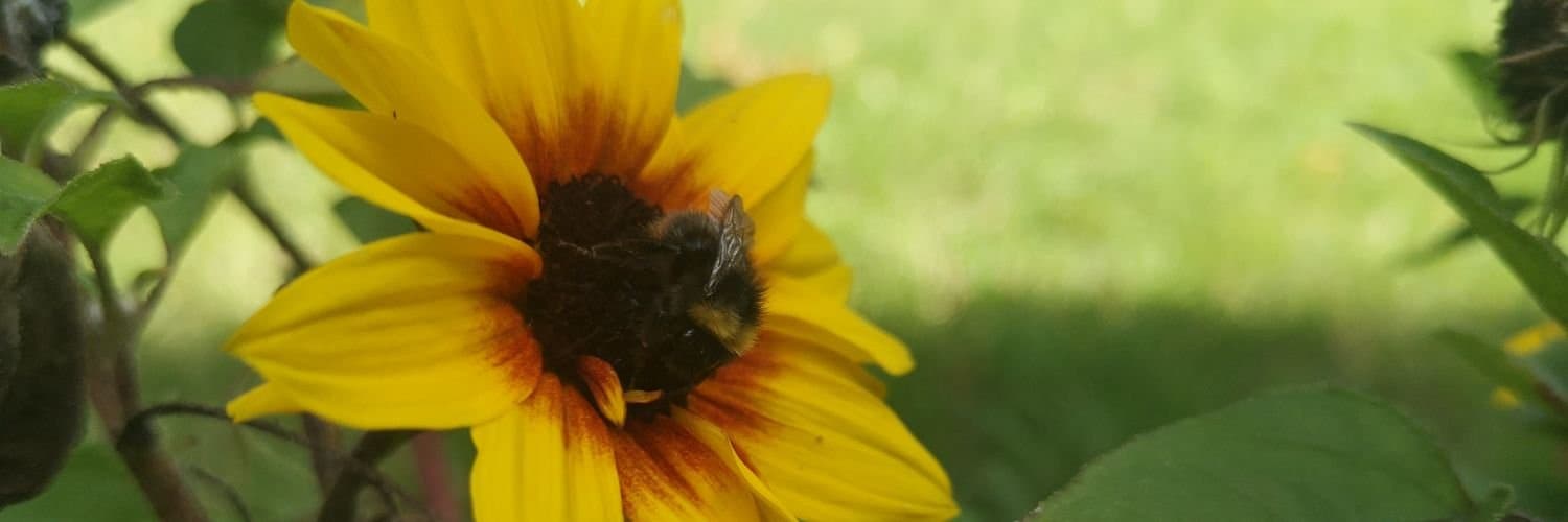 Background picture of AsperBee