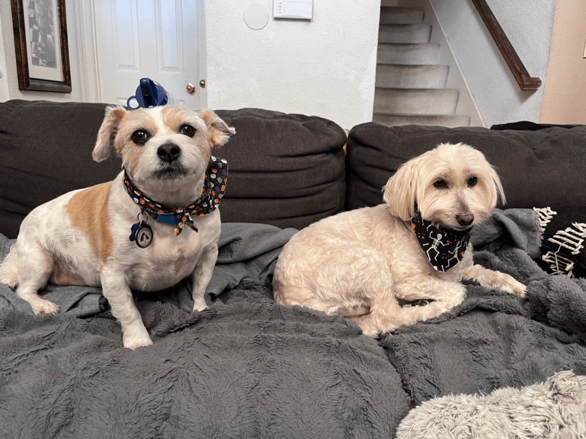 Background picture of SWATCRUNK19