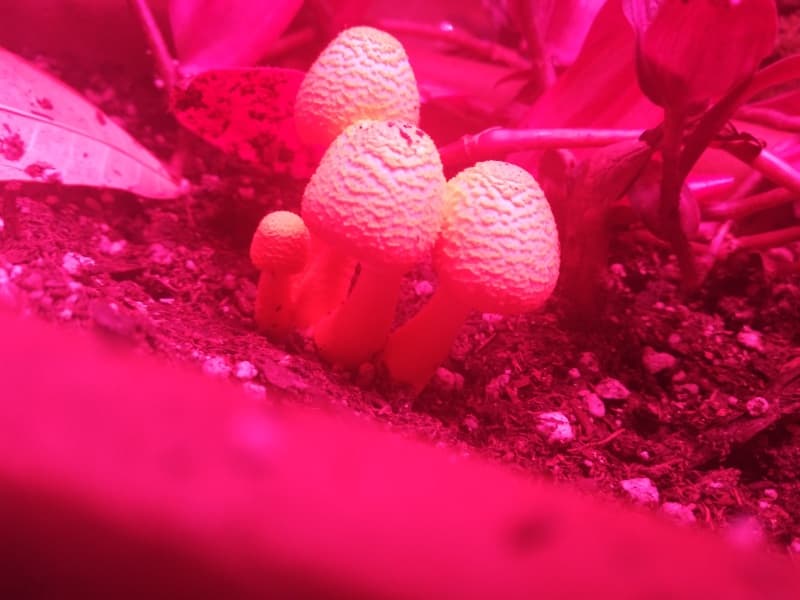 Background picture of BakedStar✨