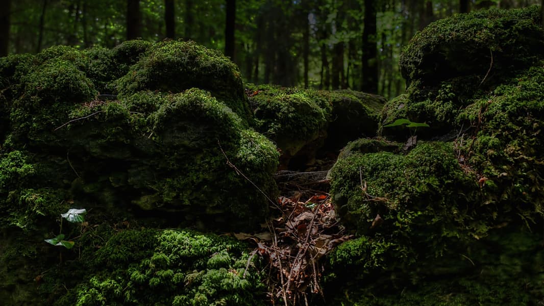 Background picture of Kraka Corvidea