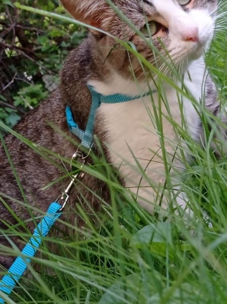 Background picture of Eelkanymph