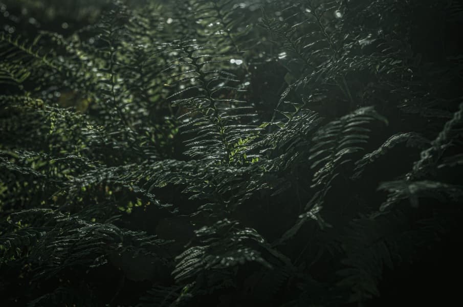 Background picture of Octarinea