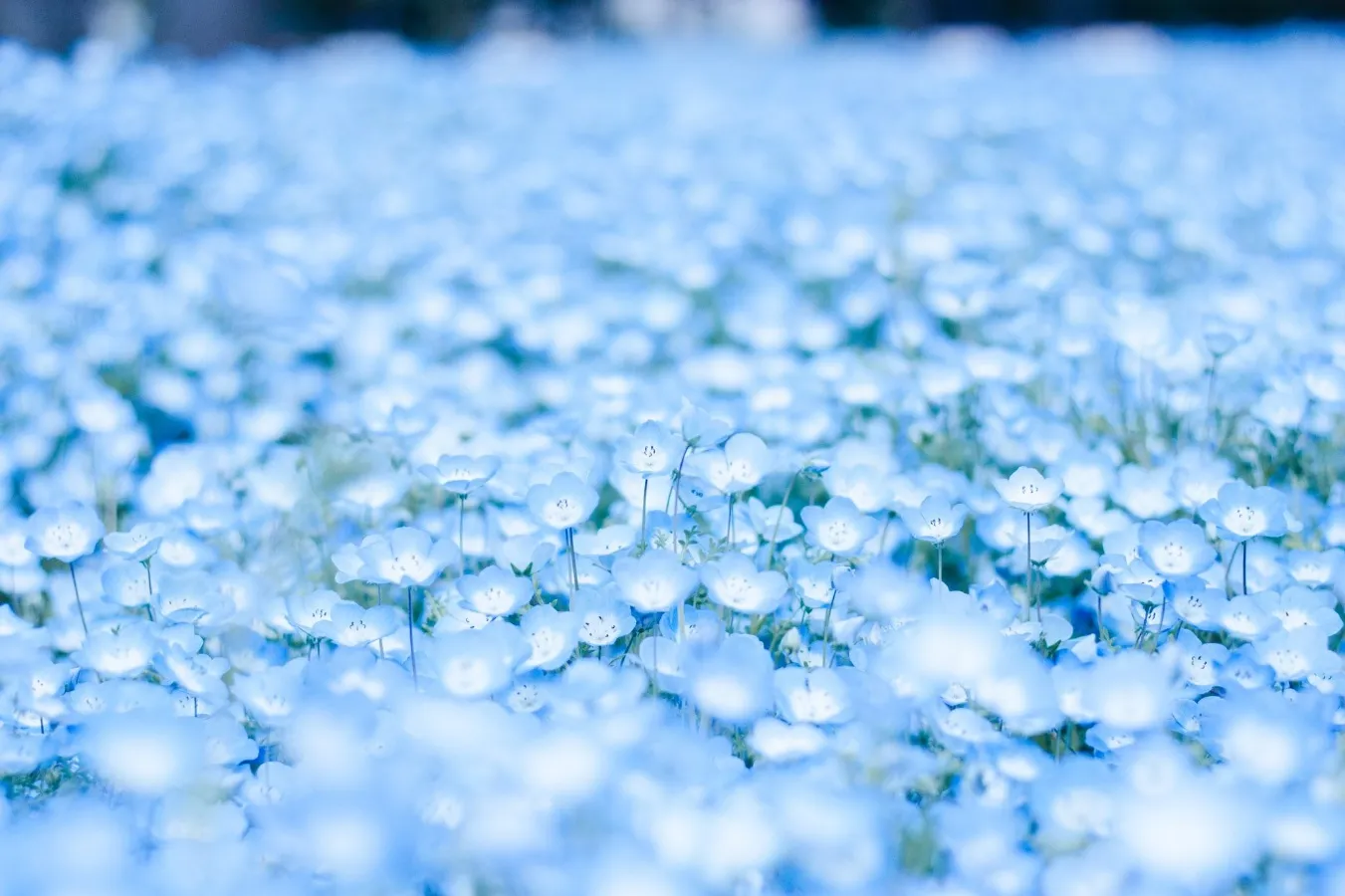 Background picture of JadeDeCorgi