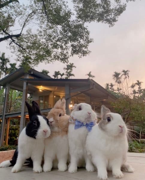 Background picture of yoshi