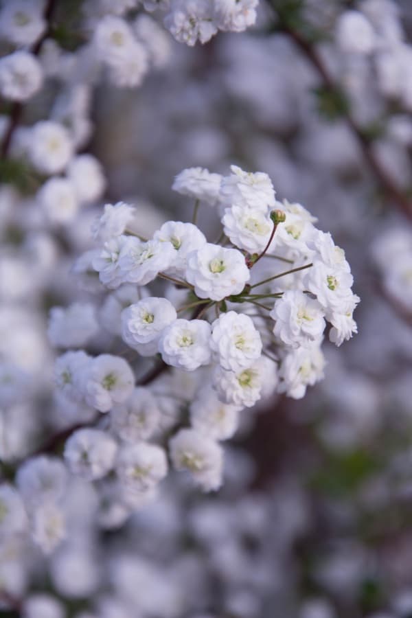 Background picture of Kiyomi